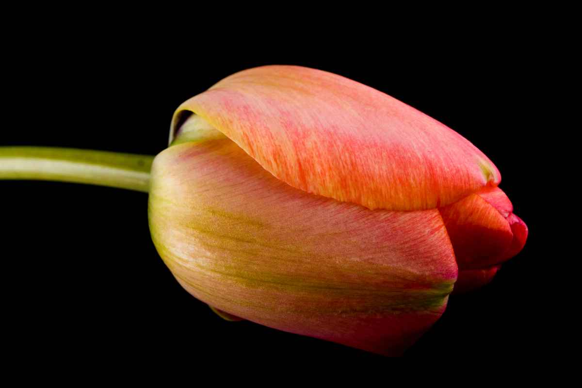Yet another Tulpenbild III