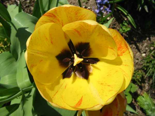 gelbe Tulpe