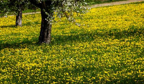 Frühlingswiese mit Baumblüte 4