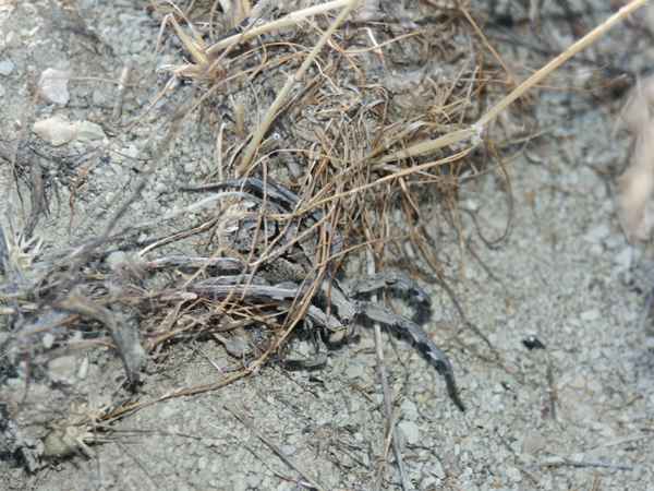 Wer suchet der findet