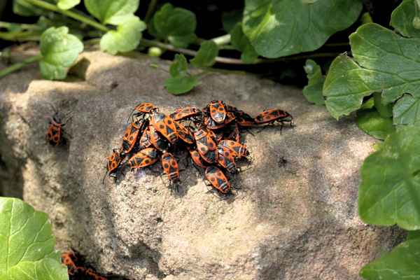 ein Haufen Feuerwanzen bei Sonnenbad