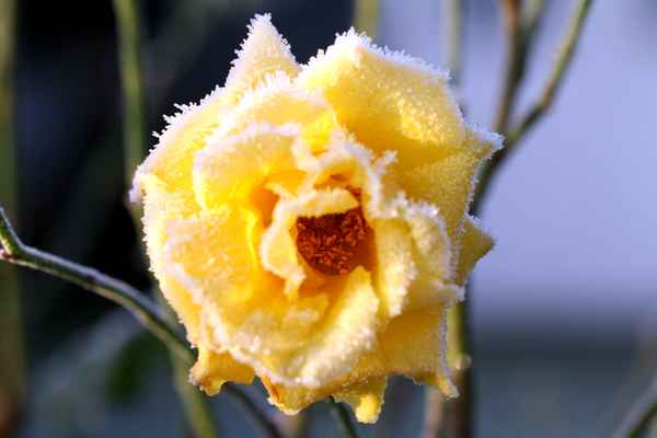 Eisige Rose