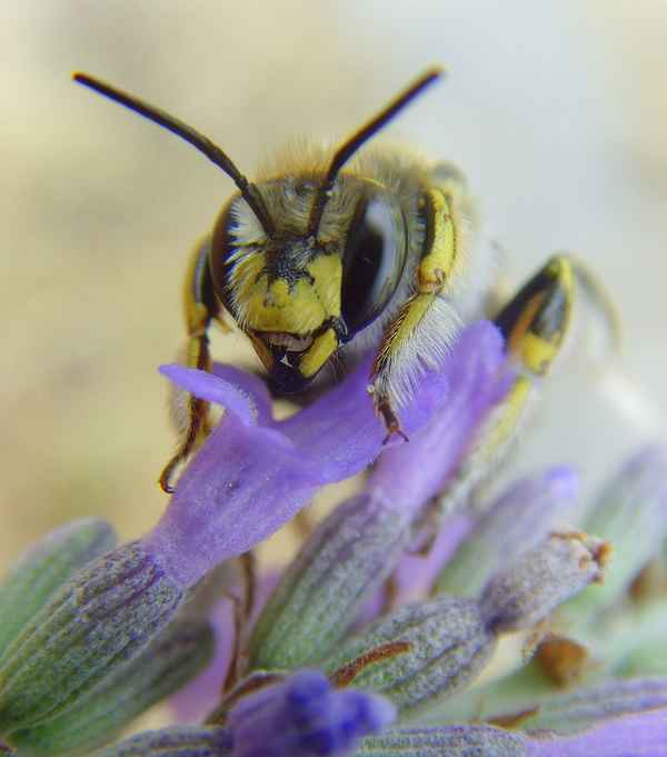 Große Wollbiene - Anthidium manicatum (Männchen)