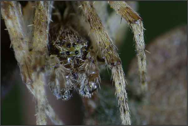~Spider~
