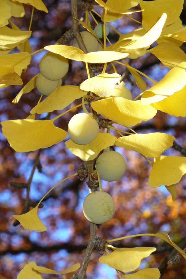 Ginkgo im Herbst 4