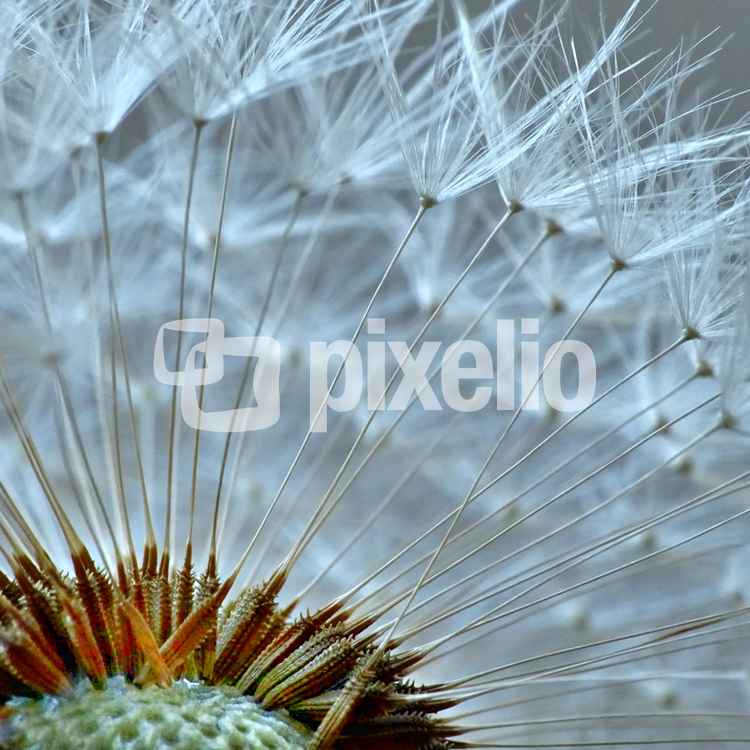 Ein 'Stück' von der Pusteblume