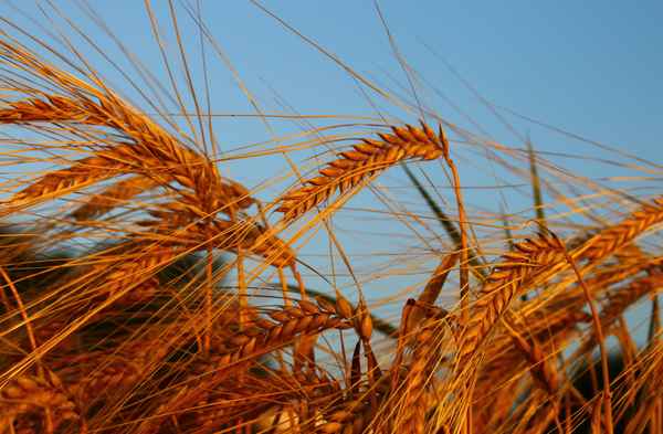 Gerste im Abendlicht 02