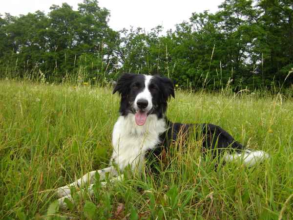 Border Collie