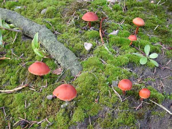 Pilz Versammlung