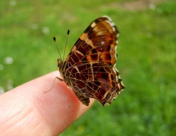 Zahmes Landkärtchen