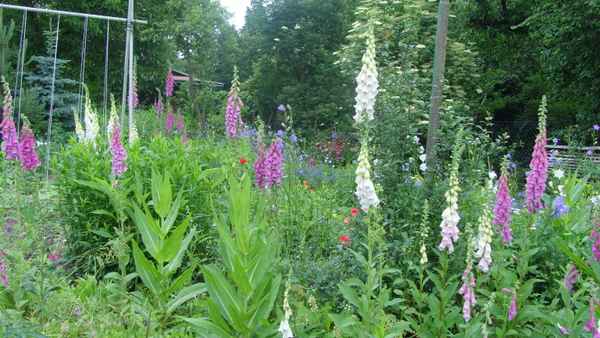 Romantischer Bauerngarten