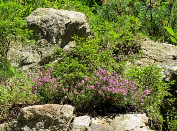 Bergflora am Furkapass
