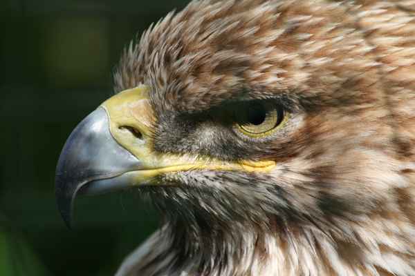 Adler