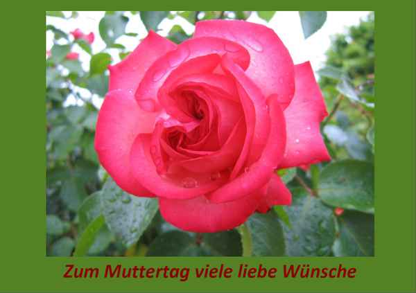 Muttertagswünsche