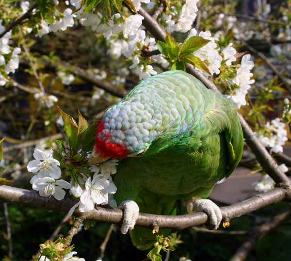Lecker, frische  Kirschblüten.
