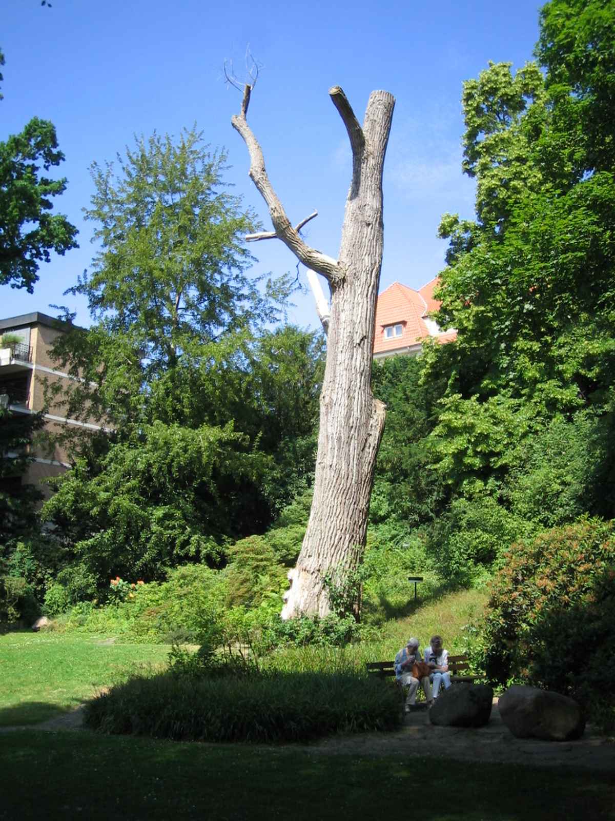 Toter Baum