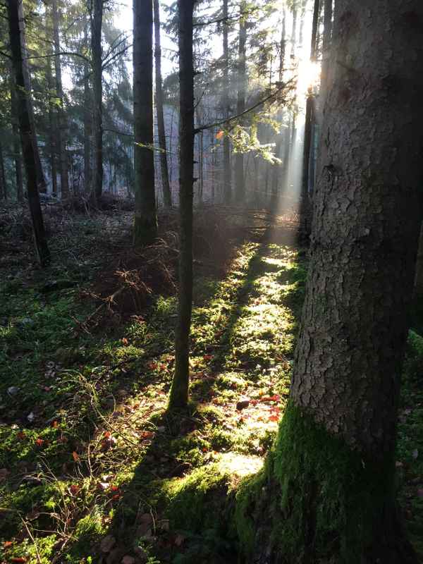 Morgenstrahlen im Wald