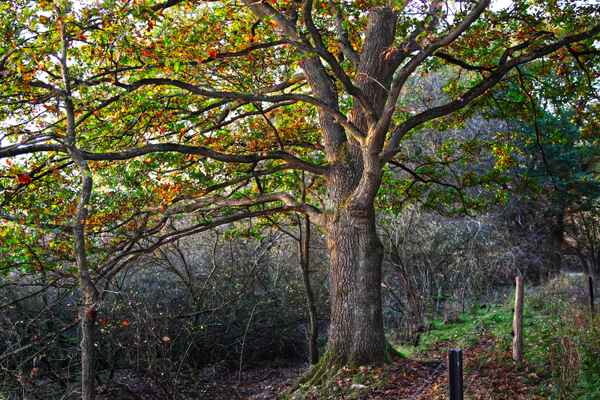 Baum in der Abendsonne
