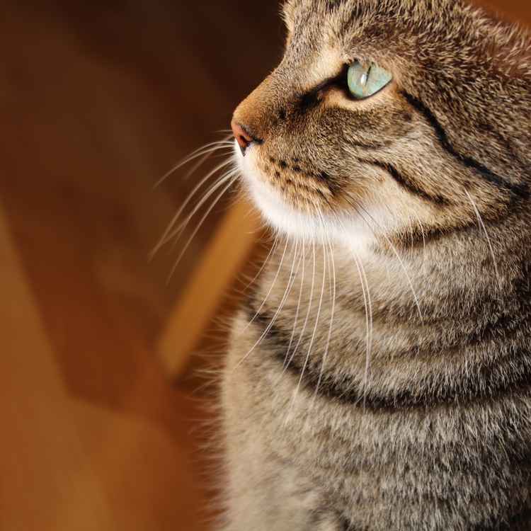 Kater Sammy