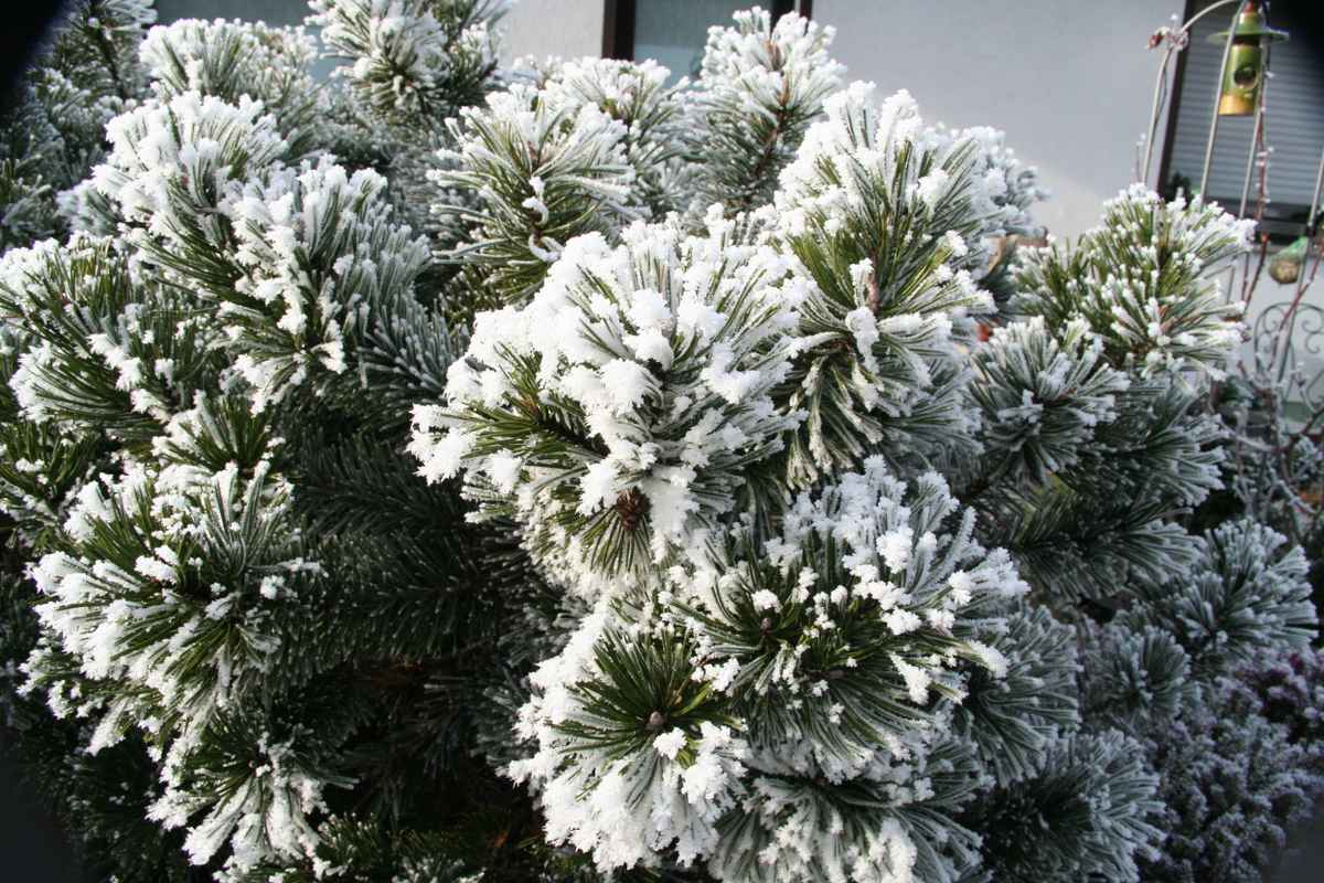 Kieferzweige, bereift