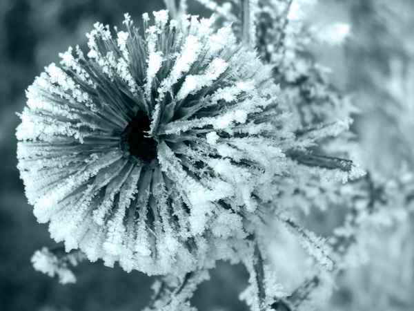 Eisdistel