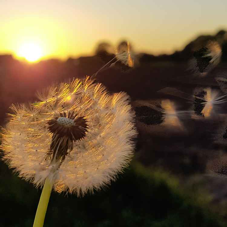Pusteblume