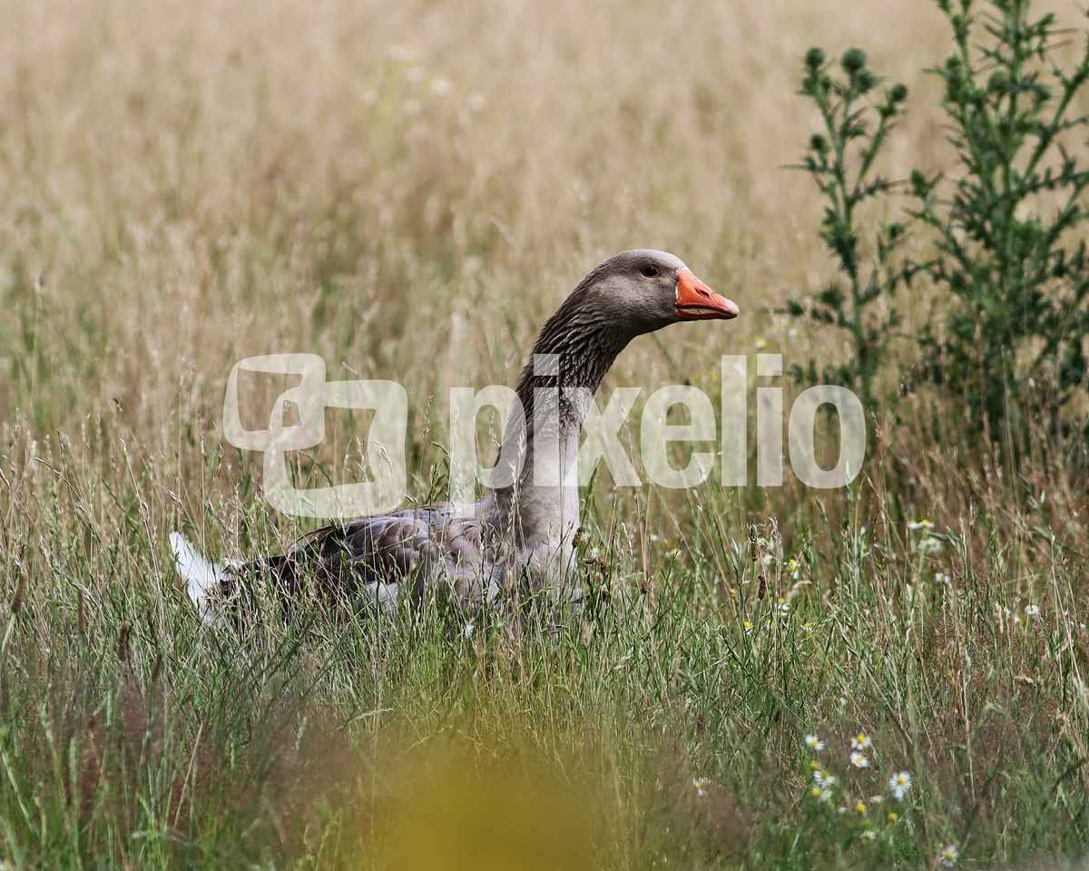 pommerngans im weideparadies