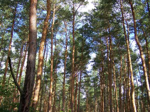 Ich seh den Wald vor lauter Bäumen nicht! 3