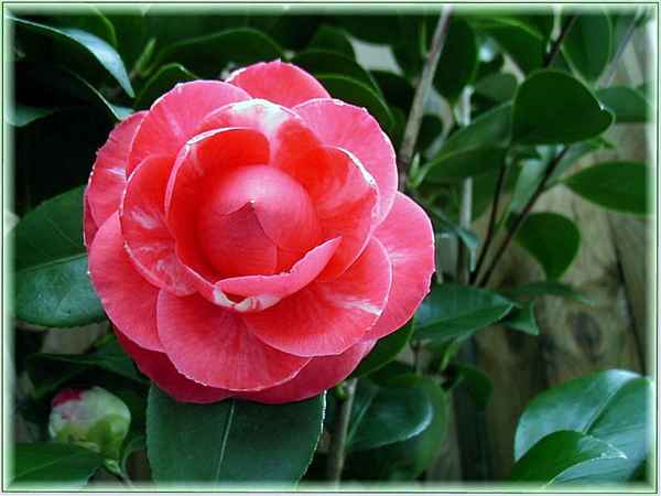 Camellia japonica