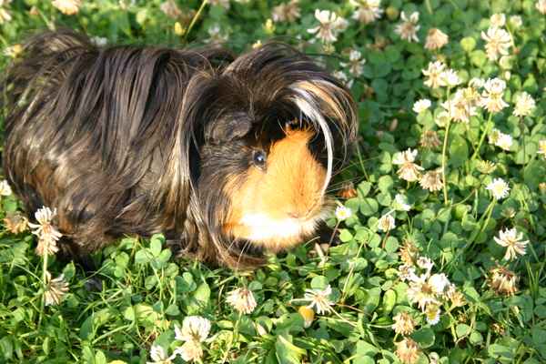 Meerschwein auf der Wiese