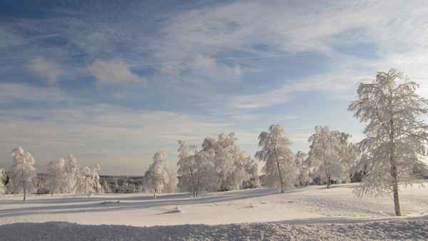 Birken in Raureif und Schnee 5