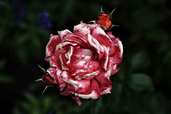 Edelrose