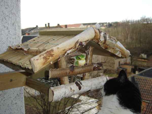 mein Kater Cherry auf dem Sprung