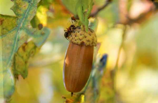 Große Waldameise auf Eichel