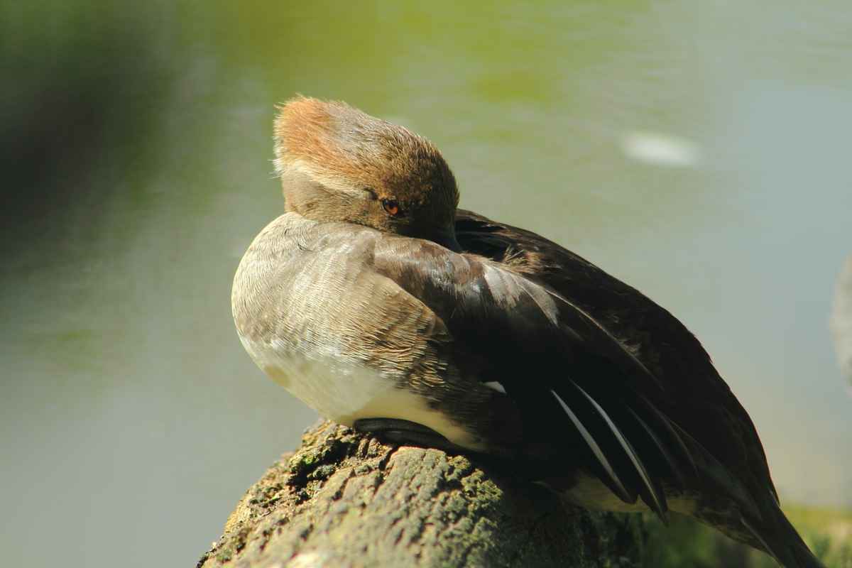 Siesta