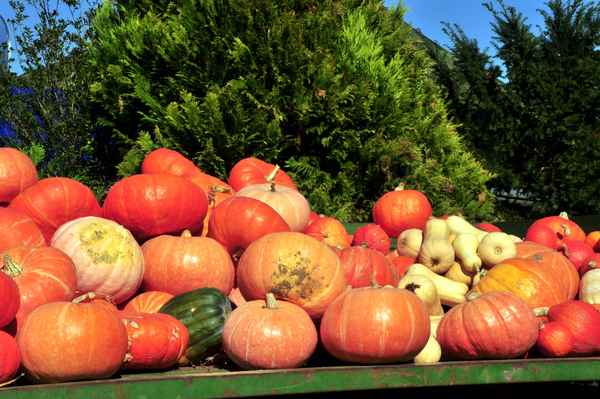 Kürbisernte