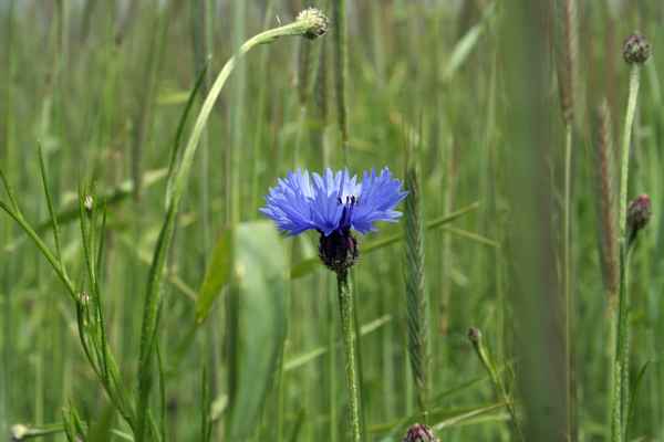 Kornblume