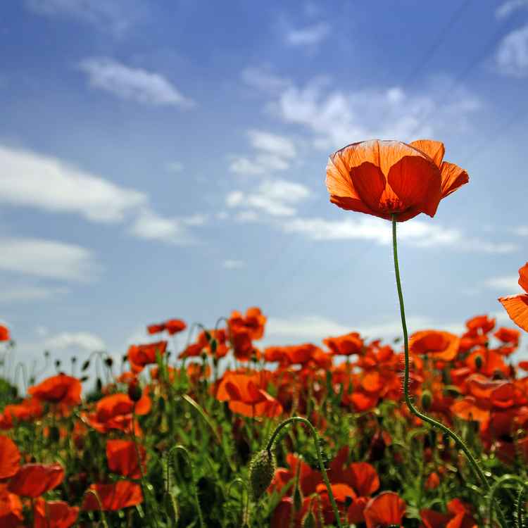 Mohn vom Mond