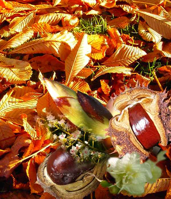 herbstimpressionen-kastanie