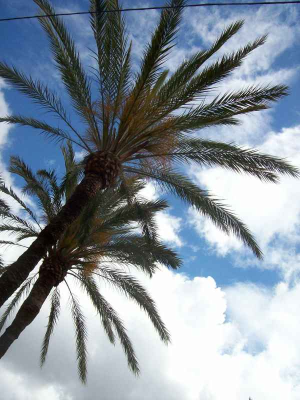 Palmen in Spanien