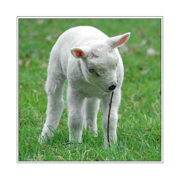 Diese Lämmchen hat hunger