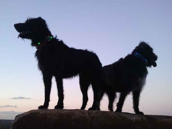 Hunde im Sonnenuntergang 1