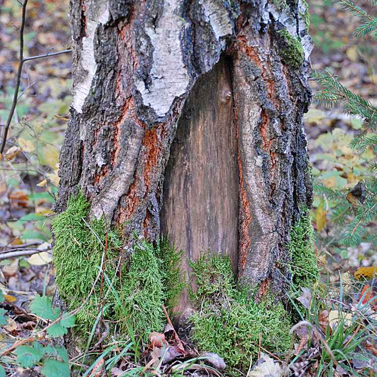Birkenstamm aufgerissen