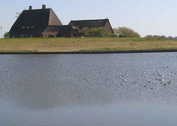 Hooge1