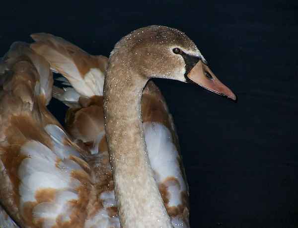 Jungschwan im Glitzerkleid