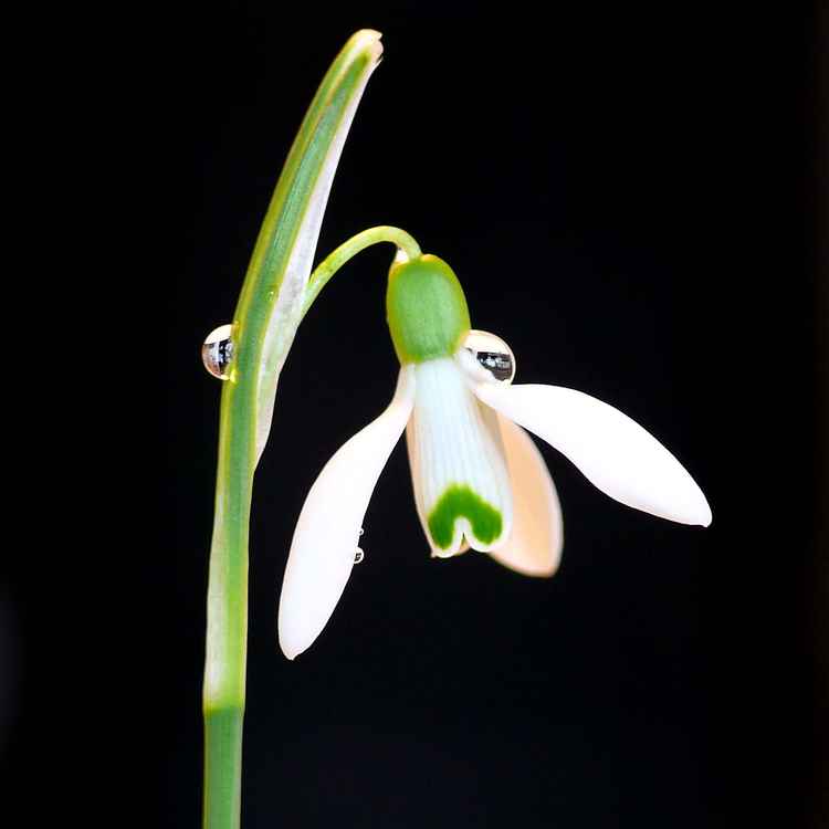 Gewöhnliches Schneeglöckchen