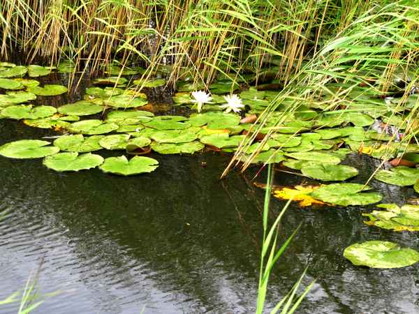 Aufblühen im Verborgenen