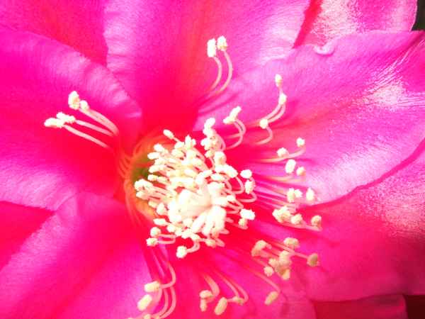Tropische Blüte