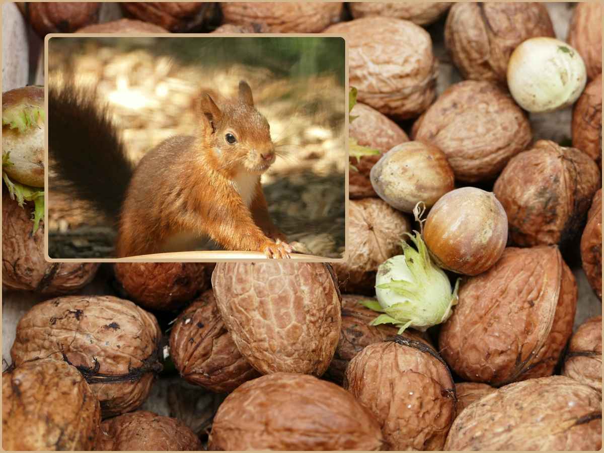 Sammelt Nüsse für die Eichörnchen