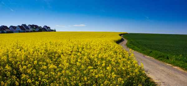Spazierweg am Rapsfeld 01